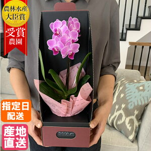 彼岸 新盆 法事に お悔やみに贈る胡蝶蘭 予算5千円 1万円 のおすすめランキング わたしと 暮らし 彼岸 新盆 法事に お悔やみに贈る胡蝶蘭 予算5千円 1万円 のおすすめランキング わたしと 暮らし
