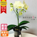 ミディ 胡蝶蘭 1本立 タンブラー ポット4号 イエロー 黄色 傘寿 米寿 / 花 プレゼント ギフト ミニ胡蝶蘭 ミディ胡蝶蘭 ミニ 小 お祝い 鉢植え 花 フラワー 誕生日 記念日 祝い 女性 母 祖母 結婚 妻 開店祝い 開業祝い 還暦 米寿 喜寿 お歳暮