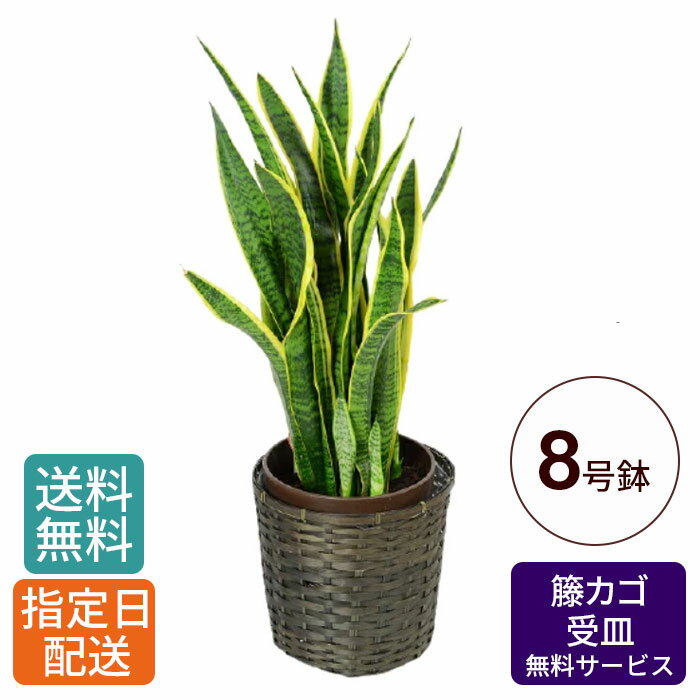 楽天Tokyo small gift【特価】観葉植物 サンスベリア 8号 / サンセベリア トラノオ 鉢 おしゃれ 鉢植え カゴ付き 受け皿付き インテリア グリーン 室内用 植物 本物 大型 お祝い 祝い 御祝 開店祝 開業祝 オープン 新築 引越 結婚 新生活 引越し プレゼント ギフト