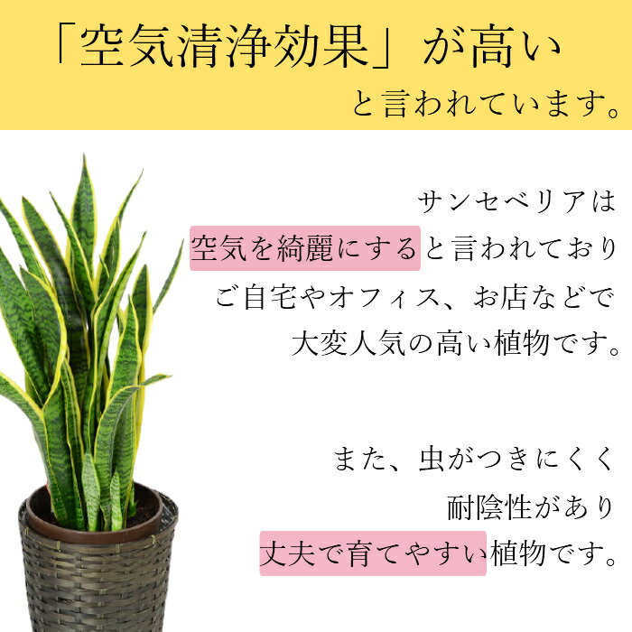 サンセベリア 8号 観葉植物 鉢植え インテリア グリーン 植物 鉢 おしゃれ 大型 お祝い 祝い 御祝 開店祝 開業祝 オープン 新築 引越 結婚 新生活 引越し プレゼント ギフト 男性 女性 カゴ付