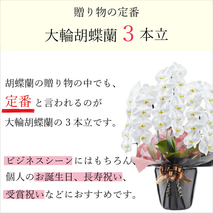 赤字超特価 定番大輪 胡蝶蘭 白 3本立 33輪以上 エコ鉢 大輪胡蝶蘭 生花 花 指定日配送 誕生日 プレゼント ギフト 女性 お祝い 祝い 御祝 開店祝い 開業祝い 移転祝い 栄転祝い 新築祝い 引越祝い 落成祝い 上 赤字超特価 定番大輪 胡蝶蘭 白 3本立 33輪以上 エコ鉢 大輪胡蝶蘭 生花 花 指定日配送 誕生日 プレゼント ギフト 女性 お祝い 祝い 御祝 開店祝い 開業祝い 移転祝い 栄転祝い 新築祝い 引越祝い 落成祝い 上