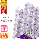 胡蝶蘭 大輪 すみれ 3本立 27輪以上 MIYABI / 最高級 大輪胡蝶蘭 祝い 就任祝い 誕生日 お祝い 花 胡蝶蘭 ギフト プレゼント 御中元 中元 開...