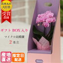 【母の日 早割】 マイクロ 胡蝶蘭 2本立 3号 2WAYBOX入り ピンク 花 鉢植え フラワー ギフト プレゼント 花鉢 蘭 お花 ミニ胡蝶蘭 ミディ胡蝶蘭...