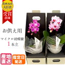 【御仏前花】お供え 花 マイクロ 胡蝶蘭 1本立 2.5号 2WAYBOX入り ピンク/葬式の花 葬儀の花 お供え花 お悔やみ仏花 献花 供花 通夜 葬儀 告別式 法要 仏事 仏壇 命日 法事 献花 お供え お供 御供え 御供 供 新盆 お盆 御盆