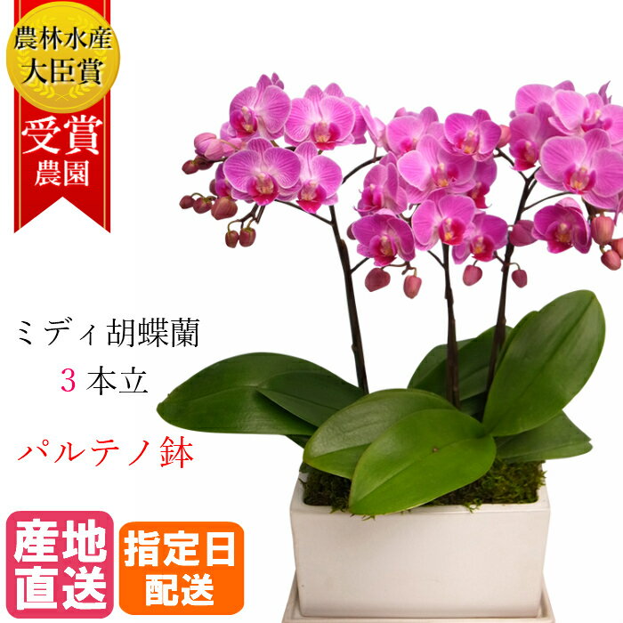 ミディ 胡蝶蘭 3本立 パルテノ鉢 5.5号 ピンク 花 母の日 鉢植え ギフト プレゼント 胡蝶蘭 マイクロ 胡蝶蘭 花鉢 お花 送料無料 ミニ胡蝶蘭 ミディ胡蝶蘭 ミニ 小 誕生日 贈り物 母 お歳暮 還