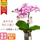 【母の日】ミディ 胡蝶蘭 1本立 タンブラー ポット 4号 ピンク / 花 母の日 プレゼント ギフト ミニ胡蝶蘭 ミディ胡蝶蘭 ミニ 小 お祝い 鉢花 母の日 鉢植え フラワー 誕生日プレゼント ギフト ミニ胡蝶蘭 ミディ胡蝶蘭 ミニ 記念日 女性 母 祖母 結婚 お歳暮