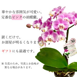 産地直送 農家 直送 長持ち お手入れ簡単 小さい 椎名洋ラン園 こちょうらん ギフト 毎年開花 60代 ミディ胡蝶蘭 花 欄 週に1度の水やり 室内リビングok 贈り物に人気のフラワーギフト 鉢植え 胡蝶蘭 ミディ胡蝶蘭 1本立 タンブラーポット 4号 ピンク イエロー 花鉢 産地直送 農家 直送 長持ち お手入れ簡単 小さい 椎名洋ラン園 こちょうらん ギフト 毎年開花 60代 ミディ胡蝶蘭 花 欄 週に1度の水やり 室内リビングok 贈り物に人気のフラワーギフト 鉢植え 胡蝶蘭 ミディ胡蝶蘭 1本立 タンブラーポット 4号 ピンク イエロー 花鉢
