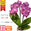 ミディ胡蝶蘭 2本立 タンブラー ポット スリム 3号 ピンク 花 プレゼント ギフト ミニ胡蝶蘭 ミニ お祝い 鉢花 鉢植え フラワーギフト 誕生日 記念日 女性 母 お歳暮 開店祝い 就任祝い お歳暮