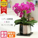 【母の日】ミディ 胡蝶蘭 3本立 モノトリコ鉢 5.5号 ピンク 花 母の日 鉢植え ギフト プレゼント 胡蝶蘭 マイクロ 胡蝶蘭 花鉢 お花 送料無料 ミニ胡蝶蘭 ミディ胡蝶蘭 ミニ 小 誕生日 贈り物 母 お歳暮