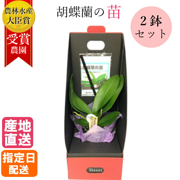 新品本物 花芽2本付き 2鉢セット マイクロ胡蝶蘭の苗 シングル 2 5号 花 鉢植え ギフト プレゼント 胡蝶蘭 マイクロ胡蝶蘭 花鉢 鉢花 生花 ラン お花 送料無料 ミニ胡蝶蘭 ミディ胡蝶蘭 ピンク 小さい 誕生日 贈り物 母 義母 第1位獲得 Bitcoinsup Topxteriors Com