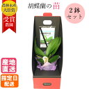 【 花芽2本付き×2鉢セット 】 マイクロ 胡蝶蘭の苗 シングル 2.5号 花 鉢植え ギフト プレゼント 胡蝶蘭 マイクロ 胡蝶蘭 お花 送料無料 ミニ胡蝶蘭 ミディ胡蝶蘭 ミニ 小 ミディ 胡蝶蘭 お歳暮