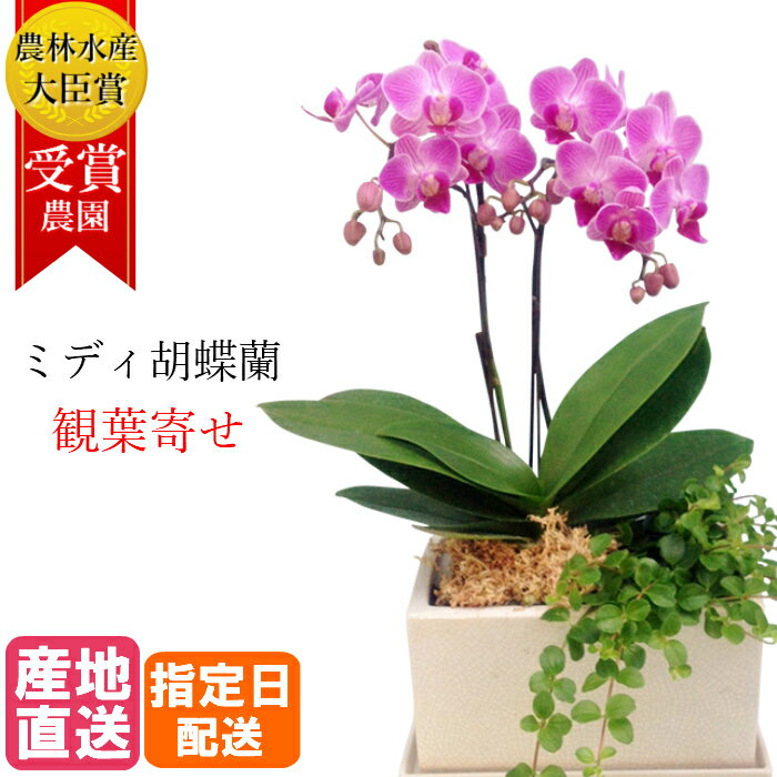 ミディ 胡蝶蘭 2本立 パルテノ鉢 5.5号 観葉寄せ ピンク 花 母の日 鉢植え ギフト プレゼント 胡蝶蘭 マイクロ 胡蝶蘭 花鉢 お花 送料無料 ミニ胡蝶蘭 ミディ胡蝶蘭 ミニ 小 誕生日 贈り物 母 お歳暮