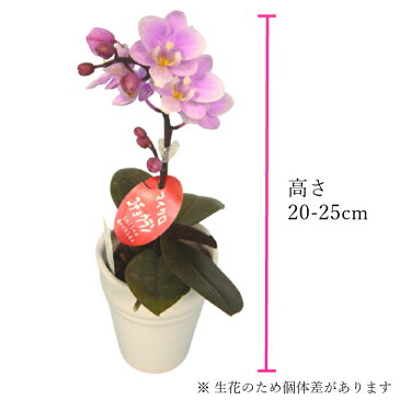 【母の日遅れてごめんね 父の日 早割】マイクロ胡蝶蘭 1本立 2.5号 ピンク 陶器鉢 花 鉢植え ギフト プレゼント 胡蝶蘭 花鉢 鉢花 生花 ラン お花 送料無料 ミニ胡蝶蘭 ミディ胡蝶蘭 小さい 誕生日 贈り物 母 義母 還暦祝い お祝い 祝い 古希 喜寿 米寿 傘寿