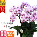 【母の日】ミディ 胡蝶蘭 8本立 陶器 鉢 8号 ピンク 花 母の日 鉢植え 室内 ギフト プレゼン ...