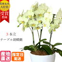 テーブル 胡蝶蘭 5号 3本立 イエロー 黄色 傘寿 米寿 / 花 プレゼント お祝い 祝い 鉢花 鉢植え フラワー 誕生日プレゼント ギフト 記念日 女性 母 祖母 新築祝い 室内 プレゼント 生花 開店祝い お歳暮