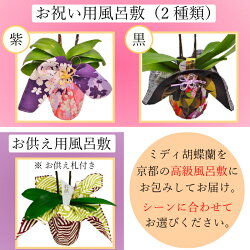 4号 お花の色 風呂敷の種類選べます ミディ胡蝶蘭 49日花 ガーデン Diy 送料無料 産地直送 蘭 古希 配送日指定 お彼岸供養 喜寿 2本立 選べる2色の花色 3種の風呂敷 お通夜 祝い 長寿祝い 還暦祝い 米寿 お盆 御供 お供え物 おそなえ ミディ胡蝶蘭 2本立 4号 風呂敷 4号 お花の色 風呂敷の種類選べます ミディ胡蝶蘭 49日花 ガーデン Diy 送料無料 産地直送 蘭 古希 配送日指定 お彼岸供養 喜寿 2本立 選べる2色の花色 3種の風呂敷 お通夜 祝い 長寿祝い 還暦祝い 米寿 お盆 御供 お供え物 おそなえ ミディ胡蝶蘭 2本立 4号 風呂敷
