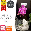 母の日 【御仏前花】 お供え 花 マイクロ 胡蝶蘭 1本立 2.5号 2WAYギフトBOX入り ピンク / お悔やみ お悔み 仏花 献花 供花 通夜 葬儀 告別...