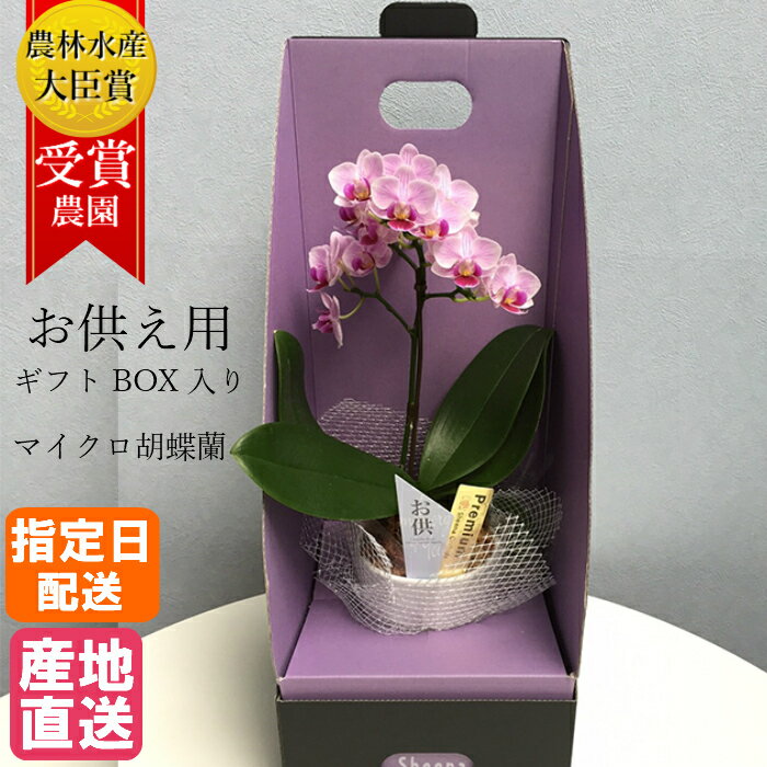 お供え 花 マイクロ 胡蝶蘭 1本立 3号 2WAY BOX入り ピンク/葬式の花 葬儀の花 お供え花 お悔やみ仏花 献花 供花 通夜 葬儀 告別式 法要 仏事 仏壇 命日 法事 献花 お供え お供 御供え 御供 供 新盆 お盆 御盆