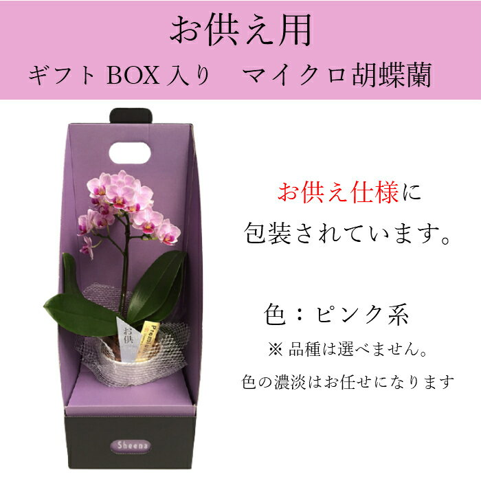 お供え 花 マイクロ 胡蝶蘭 1本立 3号 2WAY BOX入り ピンク/葬式の花 葬儀の花 お供え花 お悔やみ仏花 献花 供花 通夜 葬儀 告別式 法要 仏事 仏壇 命日 法事 献花 お供え お供 御供え 御供 供 新盆 お盆 御盆