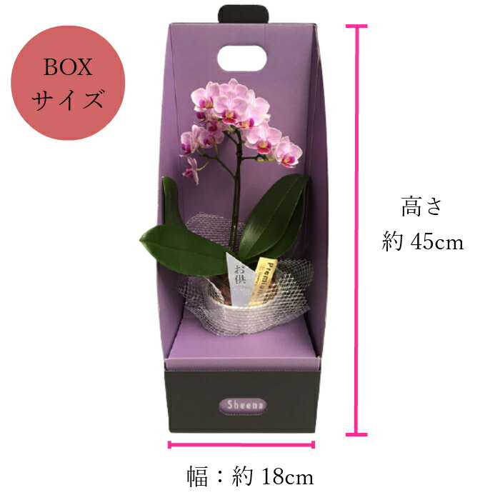 お供え 花 マイクロ 胡蝶蘭 1本立 3号 2WAY BOX入り ピンク/葬式の花 葬儀の花 お供え花 お悔やみ仏花 献花 供花 通夜 葬儀 告別式 法要 仏事 仏壇 命日 法事 献花 お供え お供 御供え 御供 供 新盆 お盆 御盆