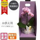 【御仏前花】 お供え 花 マイクロ 胡蝶蘭 1本立 3号 2WAY BOX入り ピンク ホワイト お花 お悔やみ 仏花 献花 供花 枕花 通夜 葬儀 葬式 告別式 法要 仏事 仏壇 命日 法事 一周忌 年忌 回忌 初七日 四十九日 葬儀式 仏式 お悔み お供え お供 御供え 御供 供 新盆 お盆 御盆