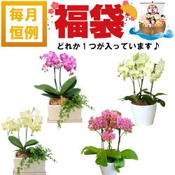 毎月恒例福袋 当店人気のミディ胡蝶蘭 どれか1つが入っています ご希望は備考欄へ なるべく希望にお応えします お手入れ簡単 お花 長持ち 鉢花 フラワーギフト 小さい 毎月恒例 福袋 予約 ミディ 胡蝶蘭の福袋 中身が分かる 花 鉢植え ギフト プレゼント 胡蝶蘭 花 毎月恒例福袋 当店人気のミディ胡蝶蘭 どれか1つが入っています ご希望は備考欄へ なるべく希望にお応えします お手入れ簡単 お花 長持ち 鉢花 フラワーギフト 小さい 毎月恒例 福袋 予約 ミディ 胡蝶蘭の福袋 中身が分かる 花 鉢植え ギフト プレゼント 胡蝶蘭 花
