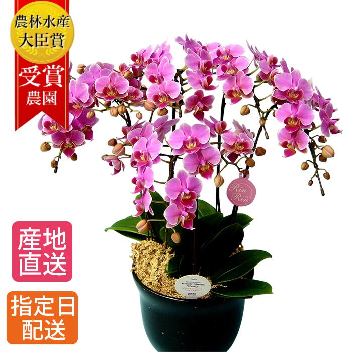 【早割】ミディ 胡蝶蘭 5本立 7号 ピンク 鉢植え 花 室内 花鉢 鉢花 ギフト プレゼント お花 生花 ミニ胡蝶蘭 ミディ胡蝶蘭 贈り物 お歳暮 60代 母の日 母 誕生日プレゼント 女性 男性 開店祝い 開業祝い 還暦祝い お祝い