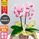 お供え 花 ミディ 胡蝶蘭 2本立 風呂敷包み 4号 ピンク / ホワイト 花 お悔やみ仏花 献花 供花 通夜 葬儀 告別式 法要 仏事 仏壇 命日 法事 一周...