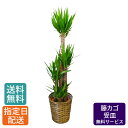 ユッカ 観葉植物 ユッカ 青年の木 10号 籐カゴ 受皿付き / 観葉植物 大 大型 観葉 植物 木 鉢 おしゃれ インテリア グリーン カゴ付き 受け皿付き お祝い 開店祝い 開業祝い 結婚祝い 鉢植え 引越し祝い 新築祝い プレゼント ギフト 祝い 記念日 結婚記念日