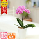 【10%オフ対象】 ミディ 胡蝶蘭 1本立 陶器 鉢 4号 ピンク 花 鉢植え ギフト プレゼント 胡蝶蘭 マイクロ 胡蝶蘭 花鉢 ラン ミニ胡蝶蘭 ミディ胡蝶蘭 ミニ 小 誕生日 贈り物 還暦祝い お中元