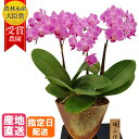 ミディ 胡蝶蘭 3本立 5.5号 信楽焼鉢 ピンク 花 母の日 鉢植え ギフト プレゼント 胡蝶蘭 マイクロ 胡蝶蘭 花鉢 ラン お花 送料無料 ミニ胡蝶蘭 ミディ胡蝶蘭 ミニ 小 小さい 誕生日 贈り物 母 お歳暮 女性 還暦祝い