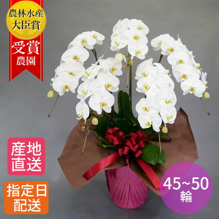 楽天Tokyo small gift胡蝶蘭 大輪 白 5本立 45~50輪以上 2L 大輪胡蝶蘭 / 胡蝶蘭 祝い 就任祝い 退職 お祝い ギフト コチョウラン こちょうらん ラン 開店祝い 退職祝い 誕生日 生花 花 お花 誕生日 プレゼント 女性 祝い 開業祝い 新築祝い 引越祝い お中元 中元 おしゃれ 10周年 20周年 50周年