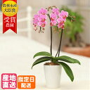 ミディ 胡蝶蘭 2本立 陶器 鉢 4号 L ピンク 花 鉢植え ギフト プレゼント 胡蝶蘭 マイクロ 胡蝶蘭 花鉢 お花 送料無料 ミニ胡蝶蘭 ミディ胡蝶蘭 ミニ 小 誕生日 贈り物 母 お歳暮 女性 還暦祝い お祝い 開店祝い
