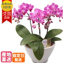 ミディ 胡蝶蘭 3本立 白舟形 陶器 鉢 5.5号 ピンク 花 鉢植え 室内 ギフト プレゼント 花鉢 鉢花 生花 お花 ミニ胡蝶蘭 ミディ胡蝶蘭 小さい 誕生日プレゼント 贈り物 母 義母 女性 男性 還暦 開店祝い 移転祝い 引越し祝い お歳暮