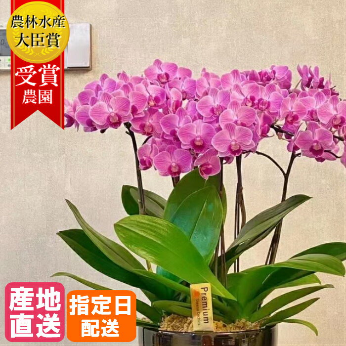 ミディ 胡蝶蘭5本立 陶器 鉢 6号 ピンク 花 母の日 鉢植え ギフト プレゼント 胡蝶蘭 マイクロ 胡蝶蘭 花鉢 お花 送料無料 ミニ胡蝶蘭 ミディ胡蝶蘭 ミニ 小 誕生日 贈り物 母 義母 女性 還暦祝い お祝 お歳暮