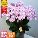 ミディ 胡蝶蘭 6本立 8号 陶器 鉢 ピンク 花 母の日 鉢植え 室内 ギフト プレゼント 花鉢 鉢花 生花 お花 ミニ胡蝶蘭 ミディ胡蝶蘭 誕生日 贈り物 母 義母 女性 男性 還暦 祝い 開店祝い 移転祝い 就任祝い お祝い お歳暮