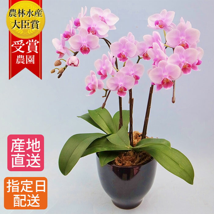 テーブル 胡蝶蘭 3本立 4.5号 陶器 鉢 ピンク/花 ギフト プレゼント 花鉢 鉢花 生花 お花 ミニ胡蝶蘭 ミディ胡蝶蘭 お祝い 鉢花 母の日 鉢植え フラワー 誕生日プレゼント ギフト 記念日 女性 母 祖母 新築祝い 室内 お歳暮