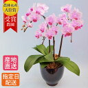 【母の日】テーブル 胡蝶蘭 3本立 4.5号 陶器 鉢 ピンク/花 ギフト プレゼント 花鉢 鉢花 生花 お花 ミニ胡蝶蘭 ミディ胡蝶蘭 お祝い 鉢花 母の日 鉢植え フラワー 誕生日プレゼント ギフト 記念日 女性 母 祖母 新築祝い 室内 お歳暮