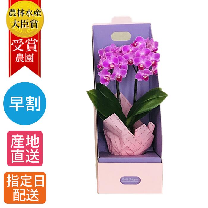 ミディ胡蝶蘭 花の鉢植え 【早割】マイクロ 胡蝶蘭 2本立 3号 BOX入り ピンク / 花 母の日 鉢植え プレゼント ギフト ミニ胡蝶蘭 ミディ胡蝶蘭 ミニ お祝い 初心者 鉢花 母の日 鉢植え フラワー 贈答プレゼント ギフト 開店祝い 開業祝い 移転祝い お歳暮