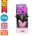 【母の日 遅れてごめんね】 マイクロ 胡蝶蘭 2本立 3号 BOX入り ピンク / 花 鉢植え プレゼント ギフト ミニ胡蝶蘭 ミディ胡蝶蘭 ミニ お祝い 初心...