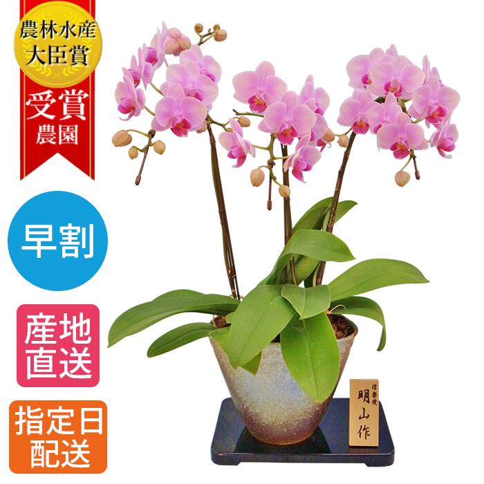 【早割】ミディ 3本立 信楽焼鉢 5.5号 ピンク 鉢植え 花 室内 花鉢 母の日 ギフト プレゼント お花 生花 ミニ胡蝶蘭 ミディ胡蝶蘭 贈り物 開店祝い 開業祝い 移転祝い お祝い 敬老の日 還暦 お歳暮