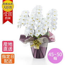 注目の低価格で大人気 送料無料 産地直送 白 5本立 45 50輪以上 2l 開店祝い 開業祝い 就任 移動 異動 栄転 褒章 叙勲 受賞祝い 受章祝い 昇進 就任 長寿 お彼岸 お盆 供 父の日 お中元 夏ギフト 鉢植え 花 ギフト 胡蝶蘭 大輪 胡蝶蘭 白 注目の低価格で大人気 送料無料 産地直送 白 5本立 45 50輪以上 2l 開店祝い 開業祝い 就任 移動 異動 栄転 褒章 叙勲 受賞祝い 受章祝い 昇進 就任 長寿 お彼岸 お盆 供 父の日 お中元 夏ギフト 鉢植え 花 ギフト 胡蝶蘭 大輪 胡蝶蘭 白