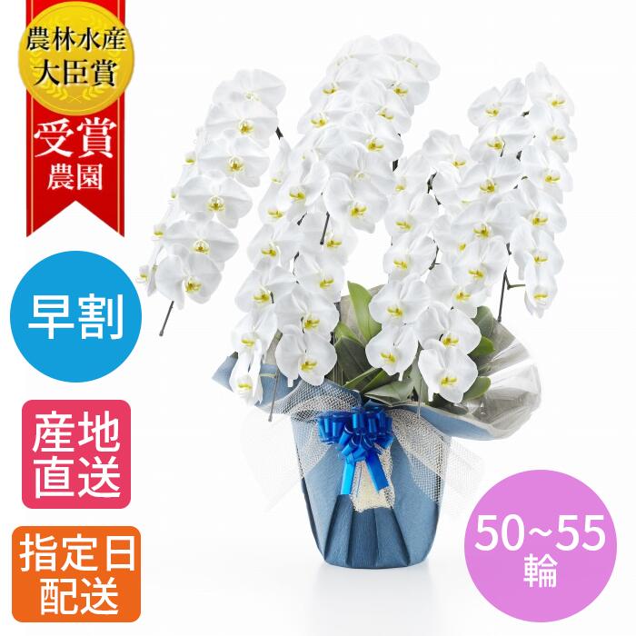 楽天Tokyo small gift鉢植え 花 ギフト 胡蝶蘭 『胡蝶蘭 大輪 白 5本立 50~55輪以上 3L』 花鉢 祝い 就任祝い 御中元 中元 感謝 生花 ラン お花 鉢花 贈り物 義母 60代 母 お祝い 祝い 周年 開店祝い 開業祝い 就任 祝い 移転祝い 当選