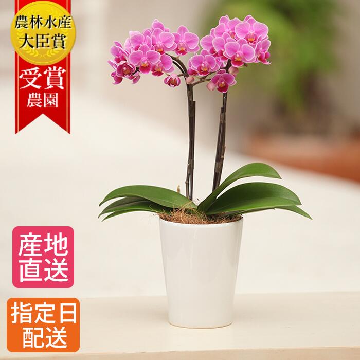 ミディ胡蝶蘭 花の鉢植え ミディ 胡蝶蘭 2本立 M 陶器 鉢 4号 ピンク 鉢植え 花 母の日 室内 花鉢 鉢花 お花 お祝い プレゼント ギフト 生花 ミニ胡蝶蘭 ミディ胡蝶蘭 お祝い 祝い 開店祝い 開業祝い 移転祝い 誕生日プレゼント 女性 男性 お歳暮