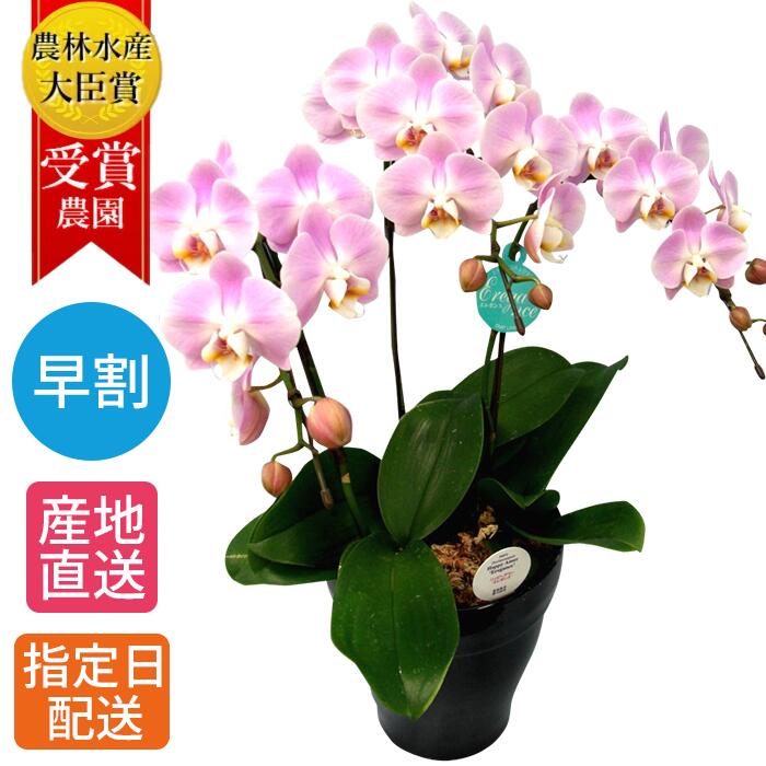 ミディ胡蝶蘭 花の鉢植え 【早割】ミディ 胡蝶蘭 3本立 陶器 鉢 6号 ピンク 鉢植え 花 室内 花鉢 鉢花 ギフト プレゼント 生花 お花 ミニ胡蝶蘭 ミディ胡蝶蘭 母の日 お祝い 贈り物 お歳暮 60代 母 開店祝い 開業祝い 移転祝い