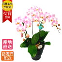 【10%オフ対象】 ミディ 胡蝶蘭 3本立 陶器 鉢 6号 ピンク 鉢植え 花 室内 花鉢 鉢花 ギフト プレゼント 生花 ミニ胡蝶蘭 ミディ胡蝶蘭 お祝い 贈り物 お中元 60代 開店祝い 開業祝い 移転祝い