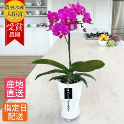 初心者に人気の貯水タイプはお手入れ簡単で水やり週に1度 農林水産大臣賞 受賞農園 お花 贈り物 フラワーギフト 花 観葉植物 湖陵蘭 フラワー 洋ラン 花 インテリア 店内 カフェ オープン 開店祝い 夏 室内 敬老の日 ギフト 胡蝶蘭 ミディ 胡蝶蘭 1本立 タンブラー 初心者に人気の貯水タイプはお手入れ簡単で水やり週に1度 農林水産大臣賞 受賞農園 お花 贈り物 フラワーギフト 花 観葉植物 湖陵蘭 フラワー 洋ラン 花 インテリア 店内 カフェ オープン 開店祝い 夏 室内 敬老の日 ギフト 胡蝶蘭 ミディ 胡蝶蘭 1本立 タンブラー
