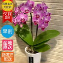 【10%オフ対象】 ミディ胡蝶蘭 2本立 タンブラー ポット スリム 3号 花 プレゼント ギフト ミニ胡蝶蘭 ミディ胡蝶蘭 ミニ お祝い 鉢花 鉢植え フラワー 誕生日 記念日 お中元 開店祝い