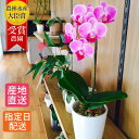 【母の日 遅れてごめんね】 鉢植え 花 ギフト 胡蝶蘭 『マイクロ 胡蝶蘭 1本立 2.5号 ピンク 陶器 鉢 』 花鉢 プレゼント 生花 お花 ミニ胡蝶蘭 ミ...