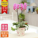 【10%オフ対象】 ミディ胡蝶蘭 2本立 陶器 花柄 鉢 4.5号 観葉寄せ ピンク 鉢植え プレゼント ギフト 生花 ミニ胡蝶蘭 ミディ胡蝶蘭 贈り物 誕生日プレゼント お祝い 開店祝い 開業祝い 移転祝い 引越し祝い 出産祝い お中元